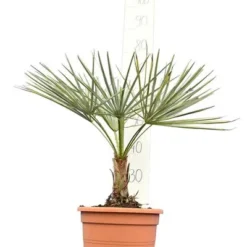 Chamaerops Humilis Cerifera - Totale Hoogte 50-70 Cm - Pot Ø 22 Cm