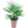 Chamaerops Humilis Vulcano - Totale Hoogte 50-60 Cm - Pot Ø 22 Cm