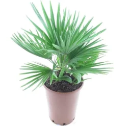 Chamaerops Humilis Vulcano - Totale Hoogte 50-60 Cm - Pot Ø 22 Cm
