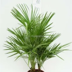 Chamaerops Humilis - Stam 15-30 Cm - Totale Hoogte 90-110 Cm - Pot Ø 40 Cm [pallet] -Tuin Gloed Verkoop 1991661369
