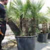 Chamaerops Humilis Cerifera - Stamomtrek 80-90 Cm - Stam 70-80 Cm - Totale Hoogte 200+ Cm - Pot Ø 85 Cm [pallet]