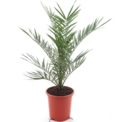 Phoenix Canariensis - Totale Hoogte 80-120 Cm - Pot Ø 26 Cm