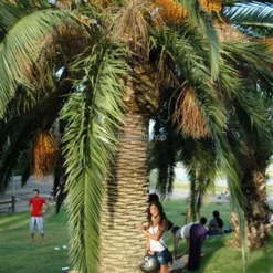 Phoenix Canariensis - Totale Hoogte 80-120 Cm - Pot Ø 26 Cm -Tuin Gloed Verkoop 1991661672