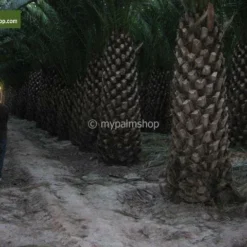 Phoenix Canariensis - Totale Hoogte 80-120 Cm - Pot Ø 26 Cm -Tuin Gloed Verkoop 1991661678