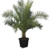 Phoenix Sylvestris - Totale Hoogte 200+ Cm - Pot Ø 55 Cm [pallet]