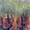Phoenix Roebelenii - Dikke Stam - Stam 50-60 Cm - Totale Hoogte 180-220 Cm - Pot Ø 45 Cm [pallet]