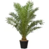 Phoenix Canariensis - Pot Ø 55 Cm [pallet]