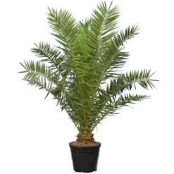 Phoenix Canariensis - Pot Ø 55 Cm [pallet]
