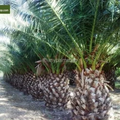Phoenix Canariensis - Pot Ø 55 Cm [pallet] -Tuin Gloed Verkoop 1991661873