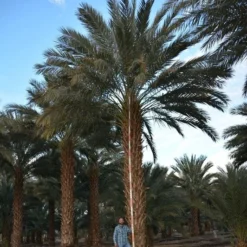 Phoenix Dactylifera - Stam 50-60 Cm [pallet] -Tuin Gloed Verkoop 1991661921