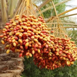 Phoenix Dactylifera - Stam 50-60 Cm [pallet] -Tuin Gloed Verkoop 1991661924