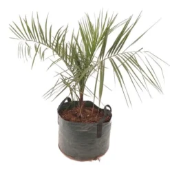 Butia Nabonnandii (Butyagrus) - 43 Ltr [pallet]