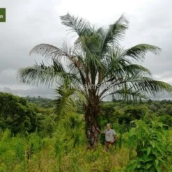 Butia Nabonnandii (Butyagrus) - 43 Ltr [pallet] -Tuin Gloed Verkoop 1991662050