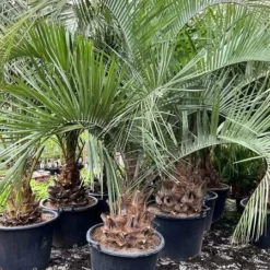 Butia Eriospatha - Stam 40-50 Cm - Totale Hoogte 230+ Cm - Pot Ø 65 Cm [pallet]