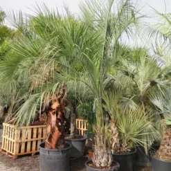 Butia Capitata Var. Odorata - Stam 80-100 Cm - Totale Hoogte 300+ Cm - Pot 160 Ltr [pallet] -Tuin Gloed Verkoop 1991662113
