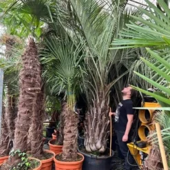 Butia Capitata Var. Odorata - Stam 100+ Cm - Totale Hoogte 300+ Cm - Pot 160 Ltr [pallet]