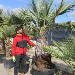 Brahea Armata - Stam 100-120 Cm - Totale Hoogte 220+ Cm - Pot Ø 80 Cm [Pallet]