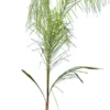 Syagrus Romanzoffiana Sp. Santa Catarina - Totale Hoogte 200+ Cm - Pot Ø 33 Cm [pallet]