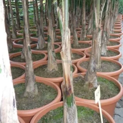 Syagrus Romanzoffiana Sp. Santa Catarina - Totale Hoogte 200+ Cm - Pot Ø 33 Cm [pallet] -Tuin Gloed Verkoop 1991662356