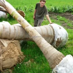 Syagrus Romanzoffiana Sp. Santa Catarina - Totale Hoogte 200+ Cm - Pot Ø 33 Cm [pallet] -Tuin Gloed Verkoop 1991662362