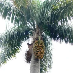 Syagrus Romanzoffiana Sp. Santa Catarina - Totale Hoogte 200+ Cm - Pot Ø 33 Cm [pallet] -Tuin Gloed Verkoop 1991662365