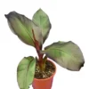 Ensete Maurelli - Pot Ø 24 Cm
