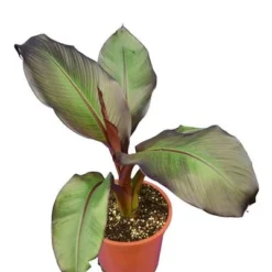 Ensete Maurelli - Pot Ø 24 Cm