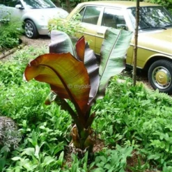 Ensete Maurelli - Pot Ø 26 Cm -Tuin Gloed Verkoop 1991662632
