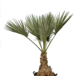 Brahea Sp. Super Silver - Stam 60-70 Cm - Totale Hoogte 200-220 Cm - Pot 80 Ltr [pallet]