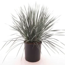 Yucca Rostrata Multitrunk - Pot Ø 24 Cm