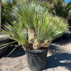 Yucca Rostrata - Multitrunk - Stam 40 Cm + 20 Cm + 10 Cm + 10 Cm [pallet]