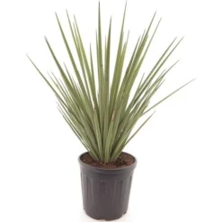 Yucca Baccata - Pot Ø 38 Cm