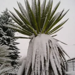 Yucca Faxoniana - 43 Ltr [pallet] -Tuin Gloed Verkoop 1991663022