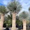 Yucca Rostrata - Stam 180-190 Cm [pallet]