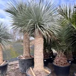 Yucca Rostrata - Stam 140-150 Cm [pallet]
