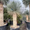Yucca Rostrata - Stam 110-120 Cm [pallet]