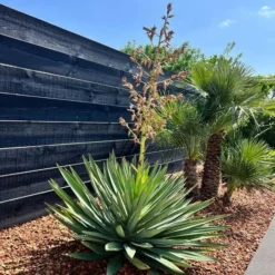 Yucca Gloriosa Lone Star - Pot 45 Ltr [pallet] -Tuin Gloed Verkoop 1991663274