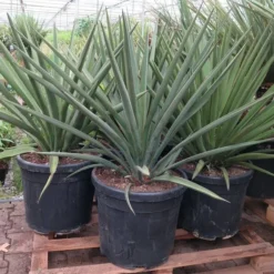 Yucca Faxoniana - Totale Hoogte 110-130 Cm - Pot Ø 50 Cm [pallet]