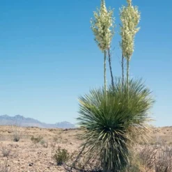 Yucca Faxoniana - Totale Hoogte 110-130 Cm - Pot Ø 50 Cm [pallet] -Tuin Gloed Verkoop 1991663556
