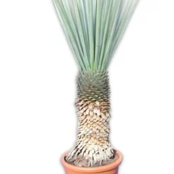 Yucca Rigida - Stam 70-80 Cm [pallet]