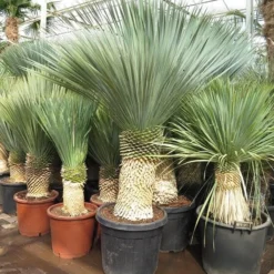 Yucca Rostrata - Stam 70-80 Cm - Totale Hoogte 170-190 Cm - Pot Ø 48 Cm [pallet]