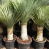 Yucca Rostrata - Stam 50-60 Cm - Totale Hoogte 140-160 Cm - Pot Ø 43 Cm [Pallet]