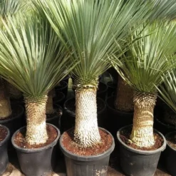 Yucca Rostrata - Stam 60-70 Cm - Totale Hoogte 150-170 Cm - Pot Ø 45 Cm [pallet]