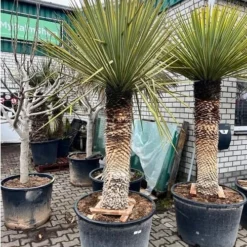 Yucca Rigida - Stamomtrek 70-80 Cm - Stam 120-150 Cm - Totale Hoogte 260+ Cm [pallet]