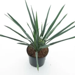 Yucca Filamentosa - Totale Hoogte 60-80 Cm - Pot Ø 22 Cm