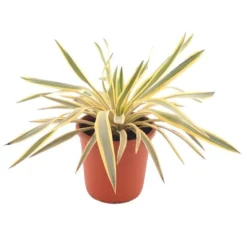 Yucca Gloriosa Bright Star - Totale Hoogte 35-45 Cm - Pot Ø 24 Cm