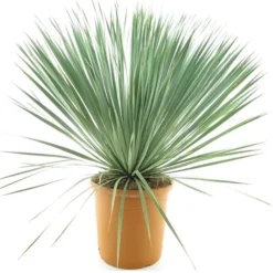 Yucca Rostrata - Totale Hoogte 70-90 Cm - Pot Ø 30 Cm