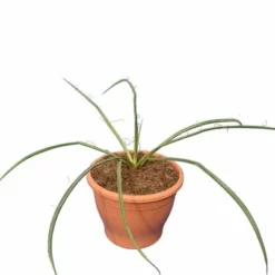 Yucca Filifera - Pot Ø 19 Cm
