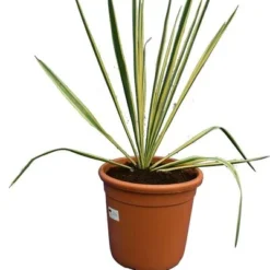 Yucca Filamentosa Bright Edge - Totale Hoogte 70-90 Cm - Pot 26 Cm