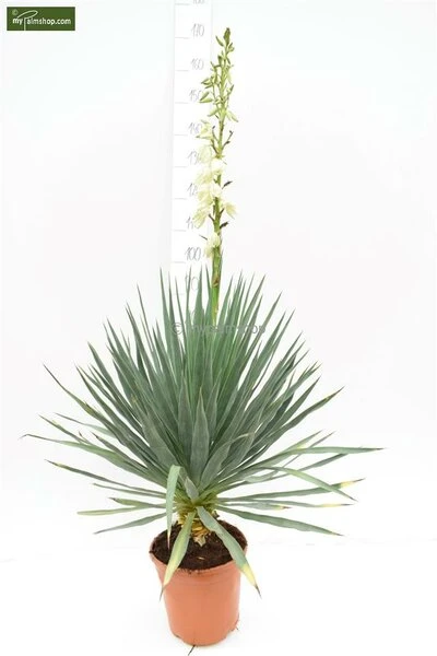 Yucca Gloriosa - Totale Hoogte 60-80 Cm - Pot Ø 26 Cm 2 Yucca Gloriosa - Totale Hoogte 60-80 Cm - Pot Ø 26 Cm - Afbeelding 2